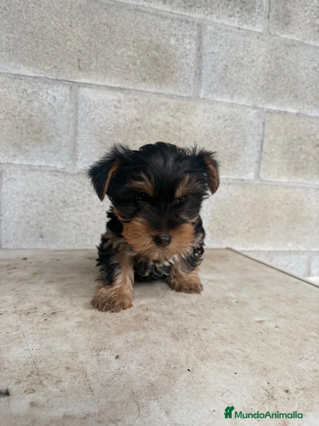 Yorkshire Terrier perros en venta: Yorkshire terrier macho cachorro - Anuncio 2