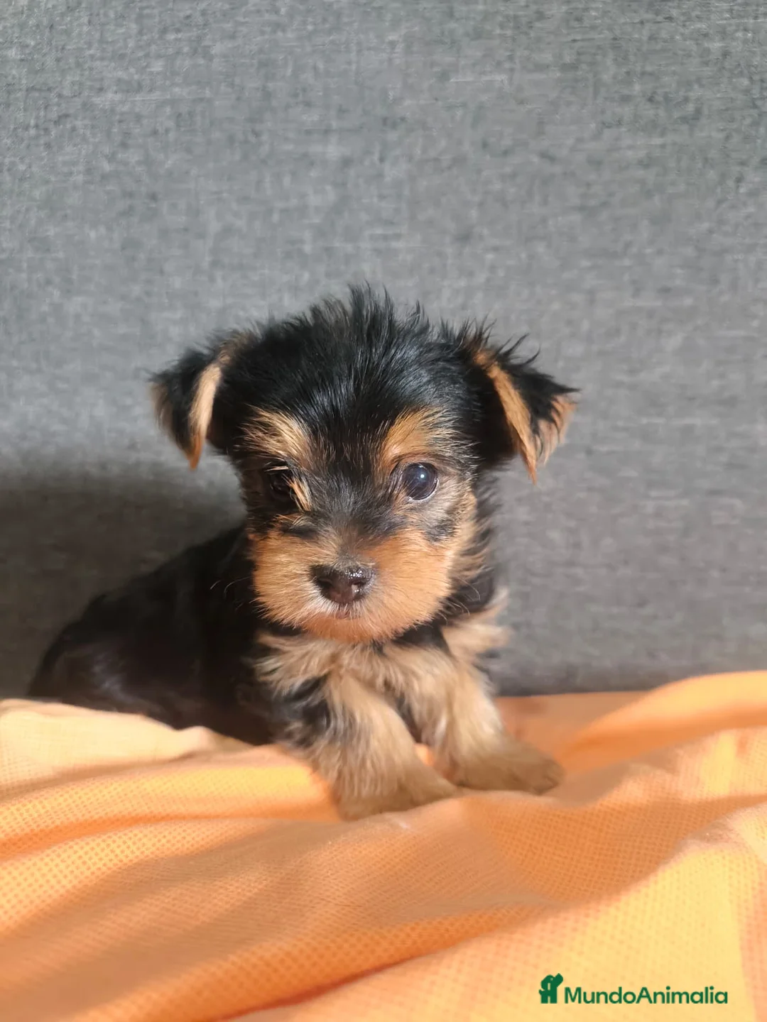 Yorkshire Terrier perros en venta: Cachorro Yorkshire Toy - Anuncio 2