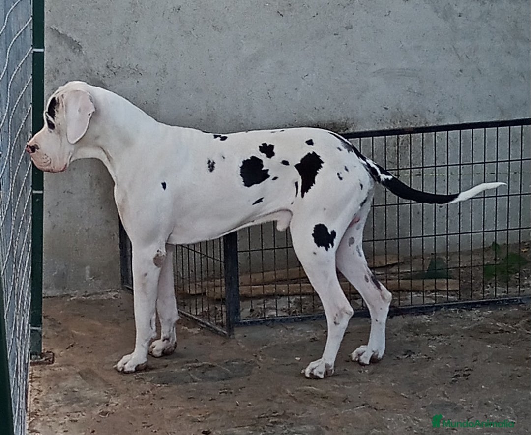 Dogo Alemán perros para monta: DOGO ALEMAN , MONTAS  - Anuncio 1