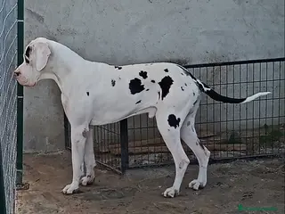 Dogo Alemán perros DOGO ALEMAN ARLEQUIN , MONTAS - Anuncio 2