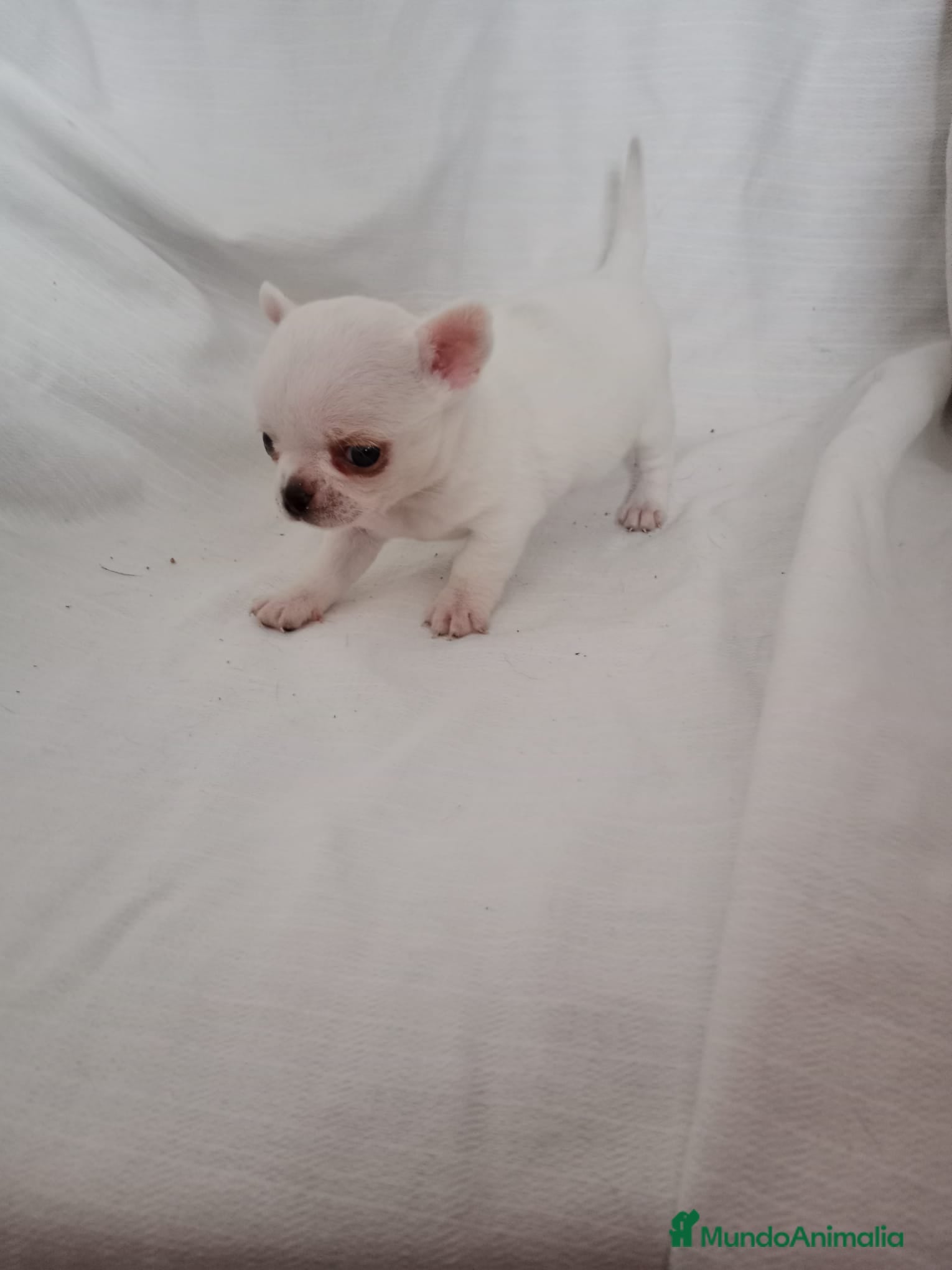 Chihuahua perros IMPRESIONANTE  CHIHUAHUA   LINEA  TOY   - Anuncio 1