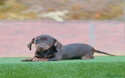 Teckel Miniatura perros en venta: Teckel miniatira - Imagen 9