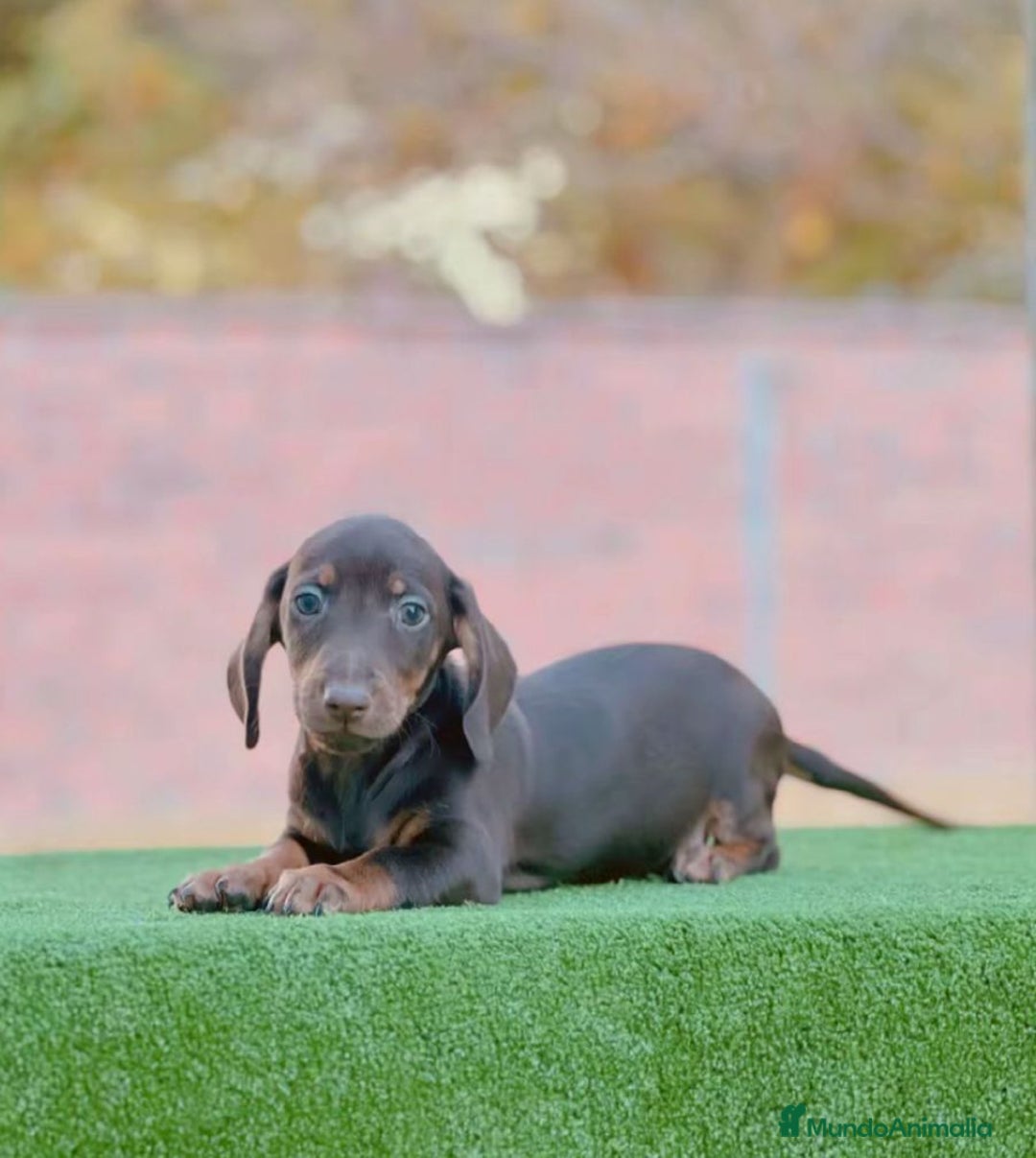 Teckel Miniatura perros en venta: Teckel miniatira - Imagen 9