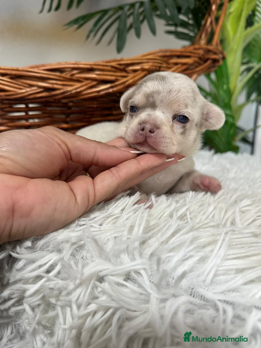 Chihuahua perros en venta: CHIHUAHUA MACHO - Anuncio 3