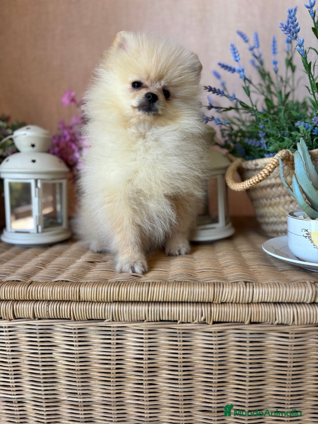 Pomerania perros en venta: Pomerania totalmente vacunado !!!! - Anuncio 10