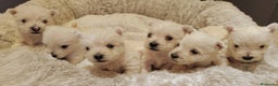 West Highland White Terrier perros en venta: Westh highline White terrier  en Badajoz - Anuncio 2