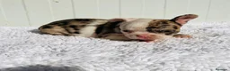 Bulldog Francés perros en venta: Bulldog frances Exotic - Anuncio 23