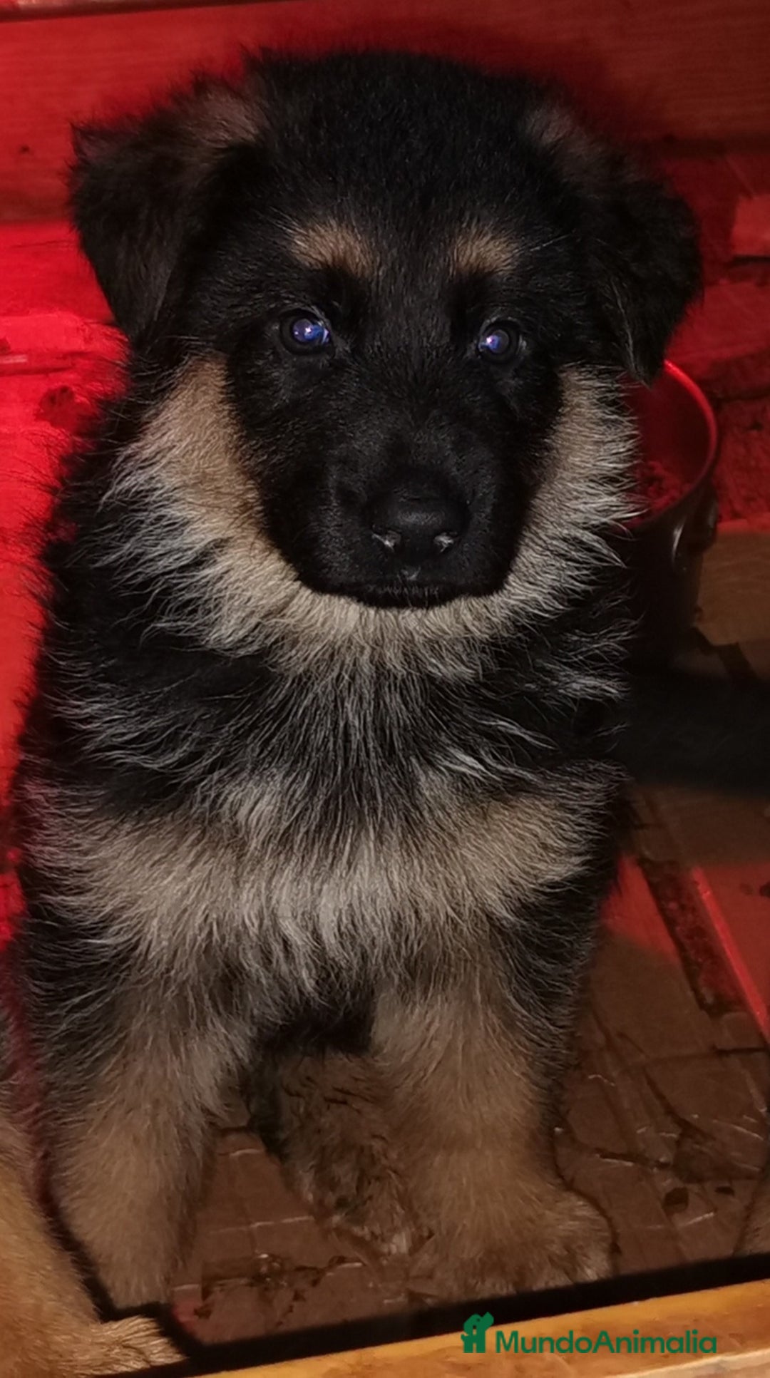 Pastor Alemán perros en venta: CACHORROS PASTOR ALEMÁN  - Anuncio 17