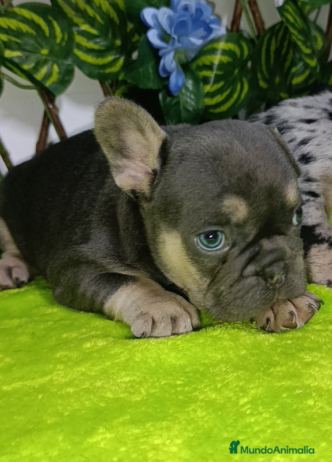 Bulldog Francés perros en venta:  bulldog francés frenchis de pasión  - Imagen 5