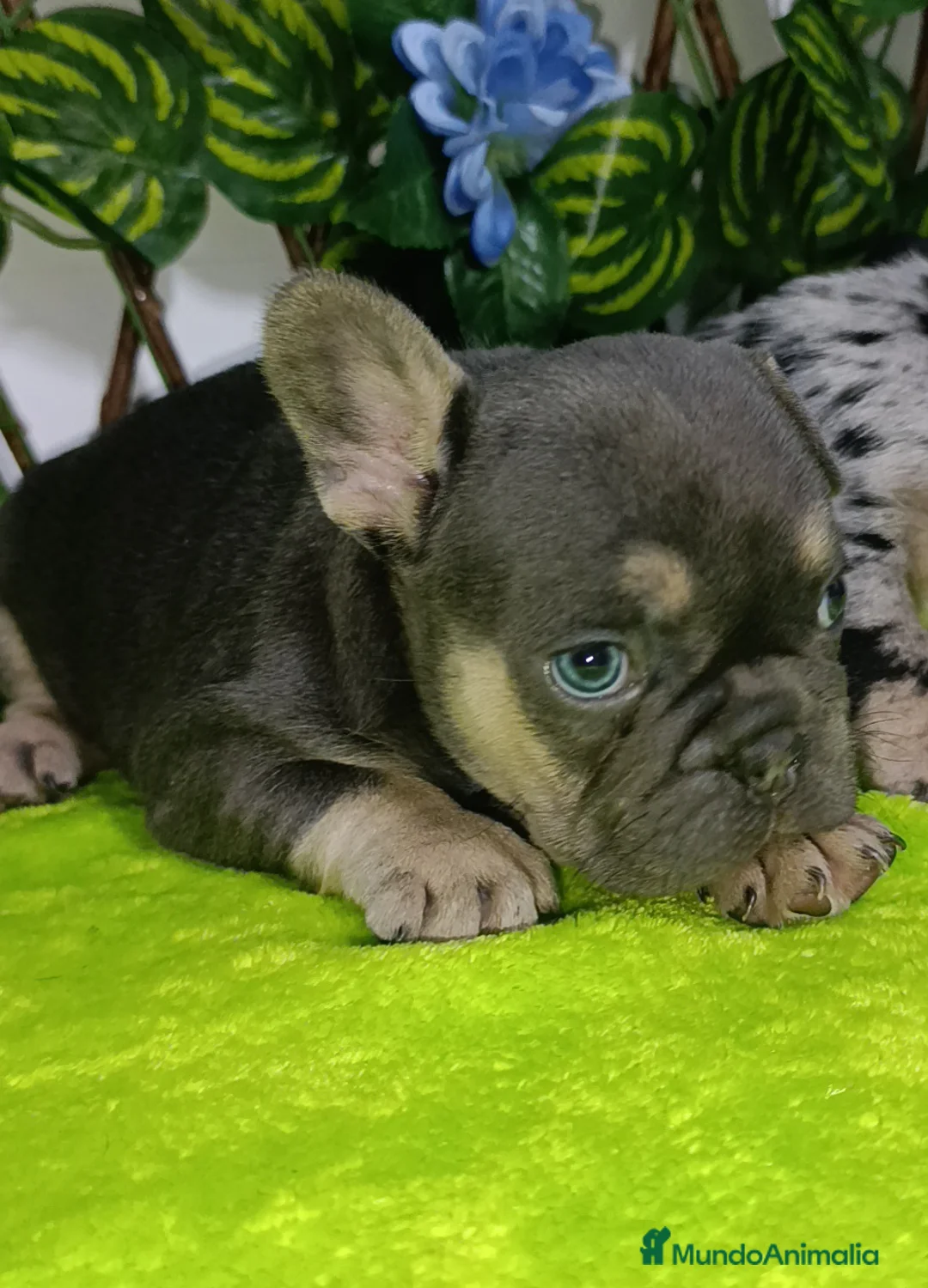 Bulldog Francés perros en venta:  bulldog francés frenchis de pasión  - Anuncio 5
