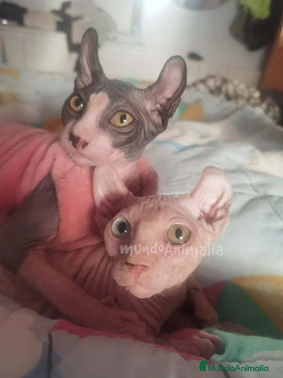 Imagen de galería {{count}}