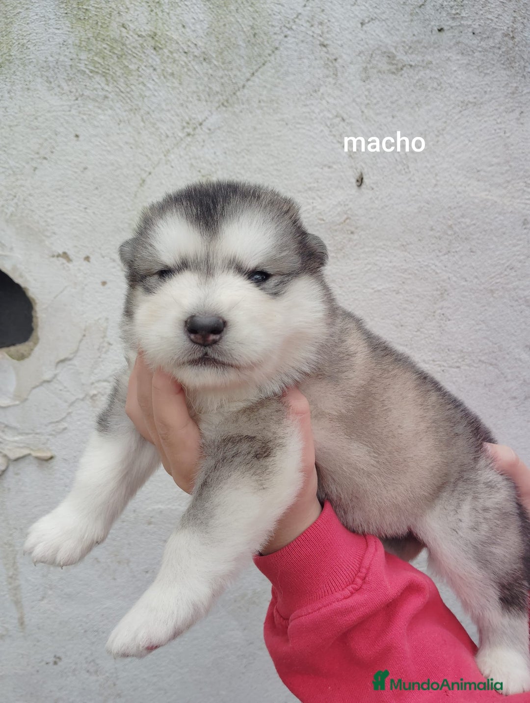 Alaskan Malamute perros en venta: ALASKAN MALAMUTE - Anuncio 1
