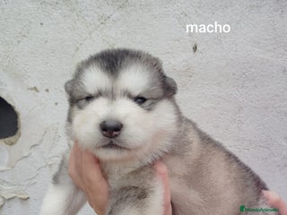 Alaskan Malamute perros ALASKAN MALAMUTE - Anuncio 1