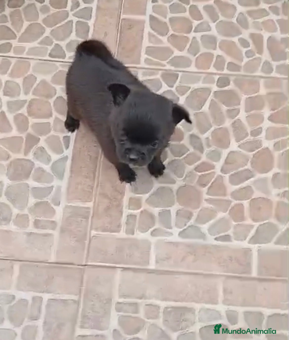 Pomerania perros Pomeranias hembras  - Anuncio 1
