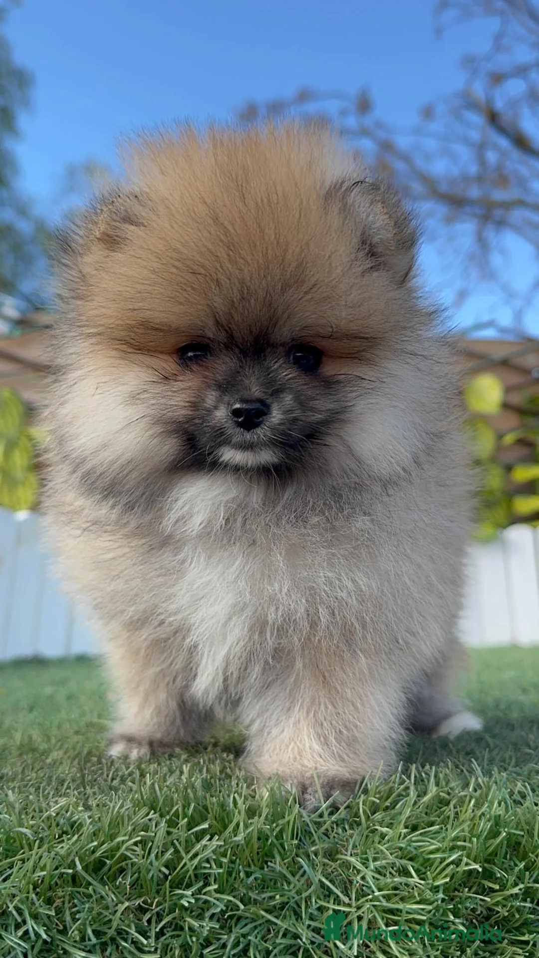 Pomerania perros en venta: POMERANIA HEMBRA - Anuncio 12