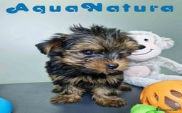 Yorkshire Terrier perros en venta: Yorkshire Hembra CJMM 2436 AQUANATURA - Imagen 7