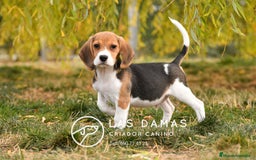 Beagle perros en venta: Beagle tricolor - Imagen 3