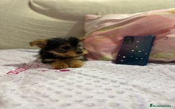 Yorkshire Terrier perros en venta: Yorkshire toy - Imagen 1