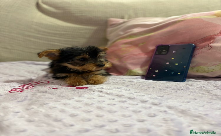 Yorkshire Terrier perros - Propaganda 14