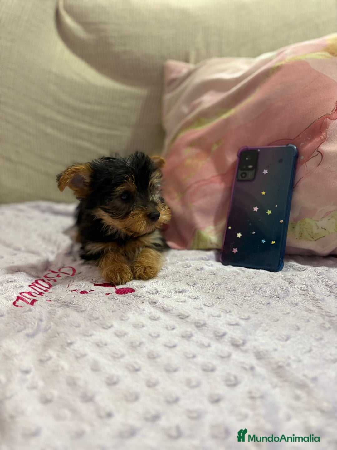 Yorkshire Terrier perros en venta: Yorkshire toy - Imagen 1