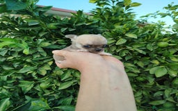 Chihuahua perros en venta: Chihuahua Toy  - Imagen 2