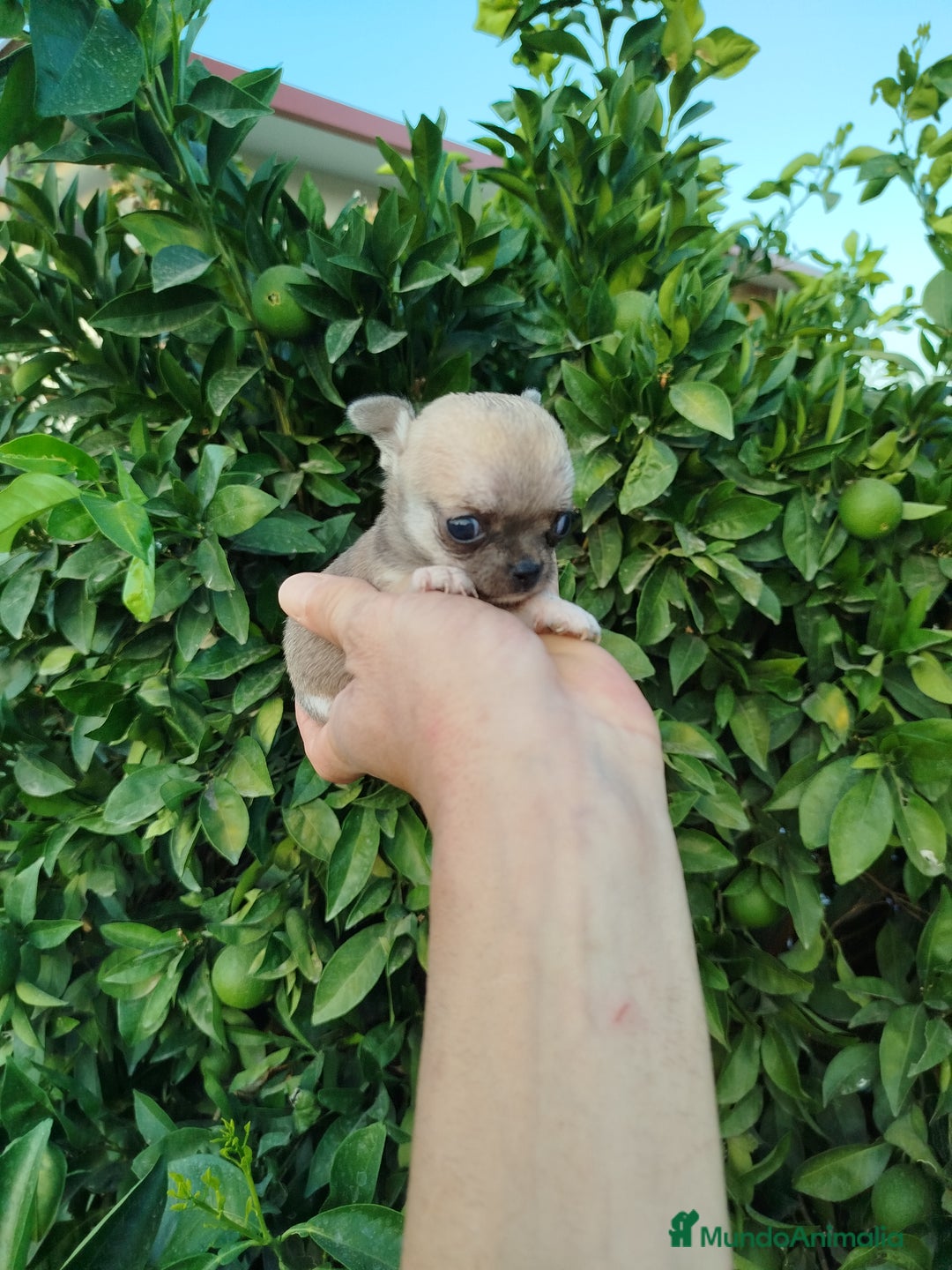 Chihuahua perros en venta: Chihuahua Toy  - Imagen 2