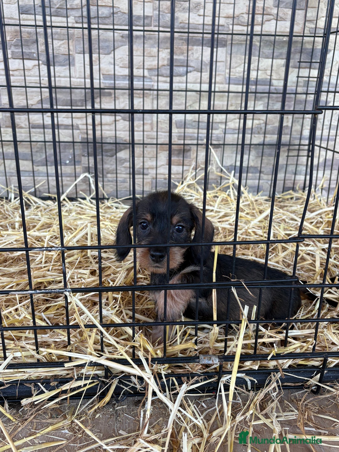 Teckel Miniatura perros en venta: Teckel mini pelo duro  - Anuncio 7