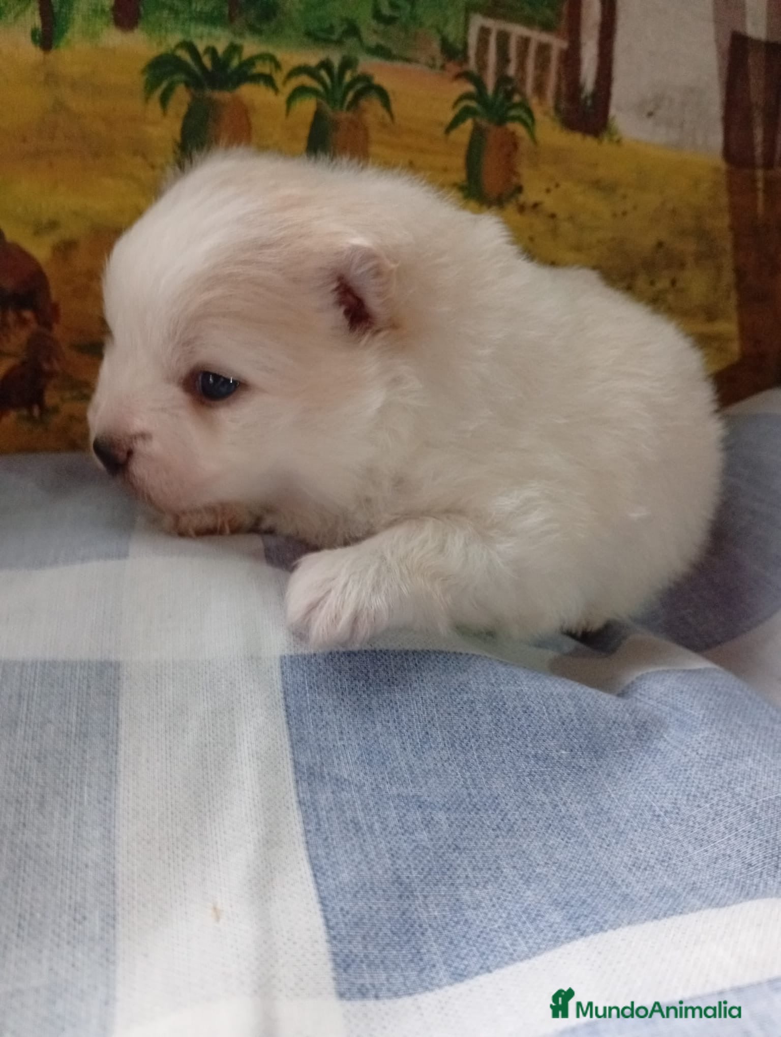 Pomerania perros Pomerania  - Anuncio 1