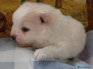 Pomerania perros Pomerania - Anuncio 1
