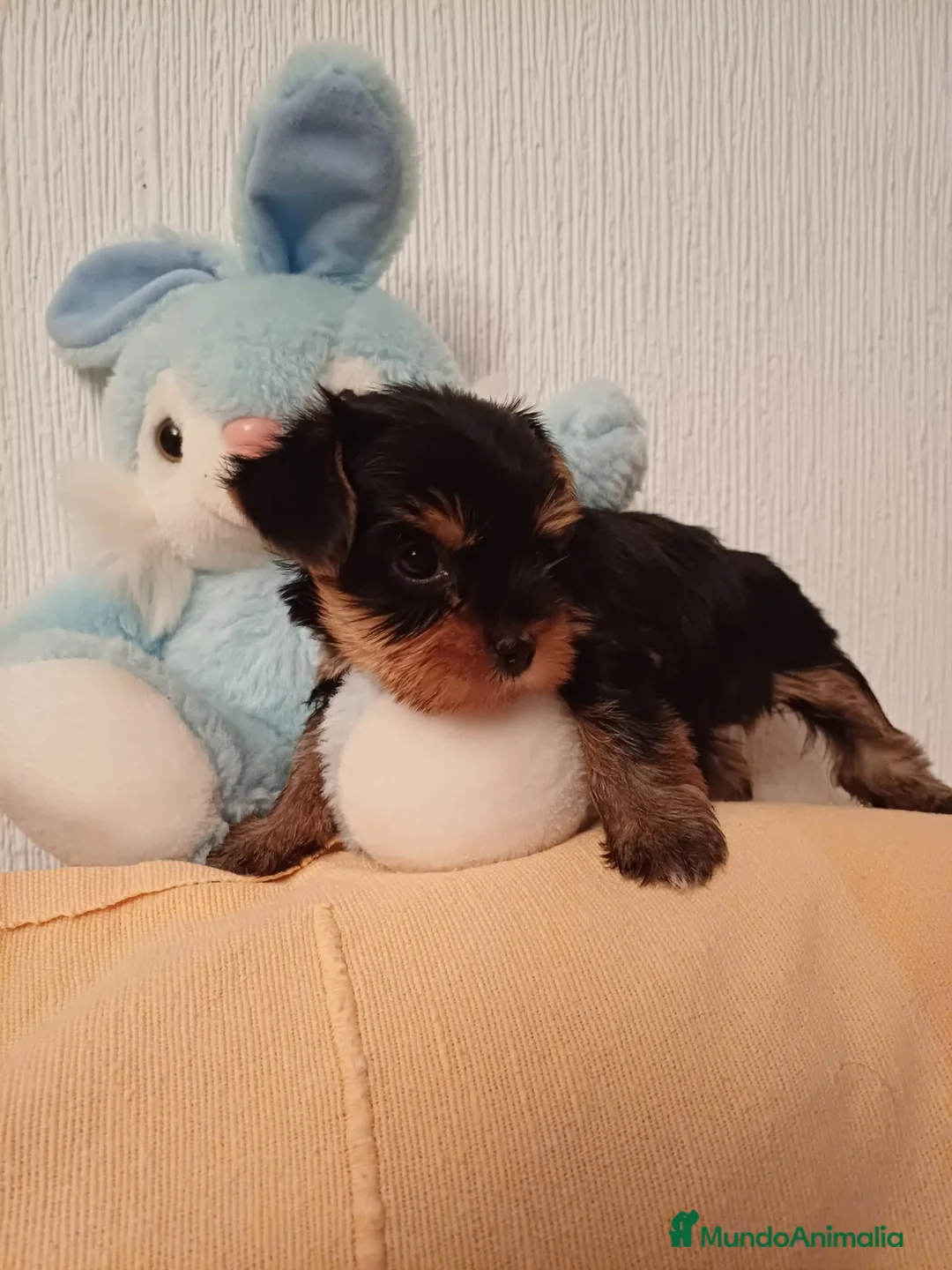 Yorkshire Terrier perros en venta: Preciosos Yorkshire disponibles para entregar en Sevilla - Anuncio 2