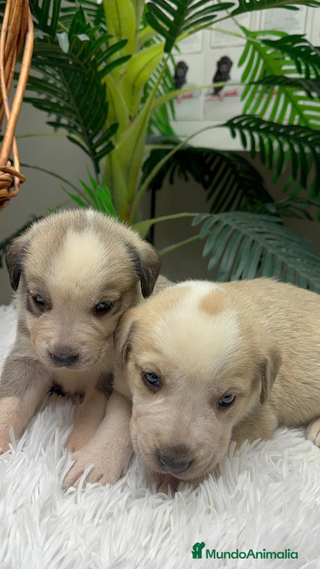 Mastín Español perros en venta: MASTIN ESPAÑOL - Anuncio 2