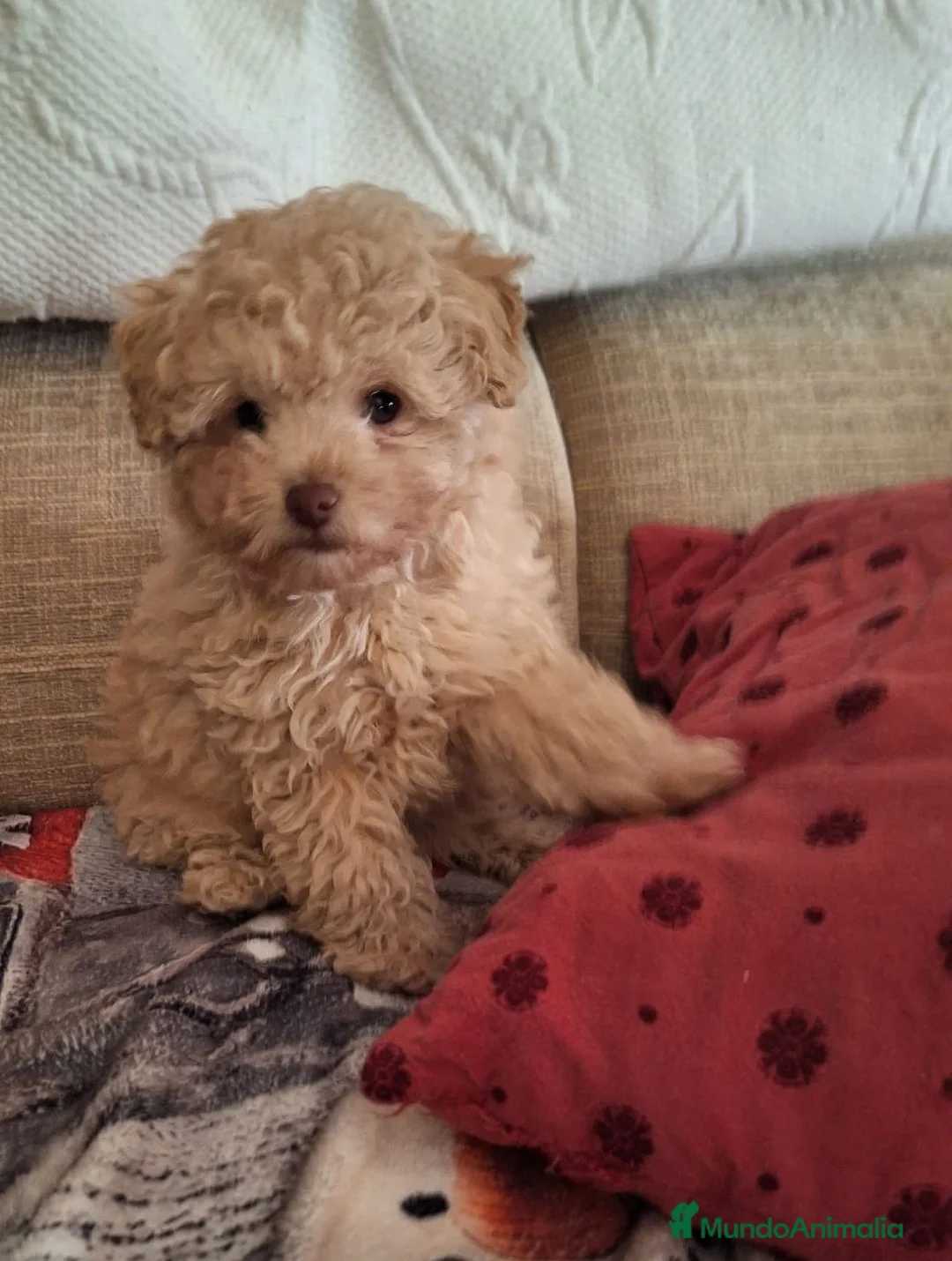 Caniche Toy perros en venta: Cachorros de Caniche Toy  - Anuncio 2