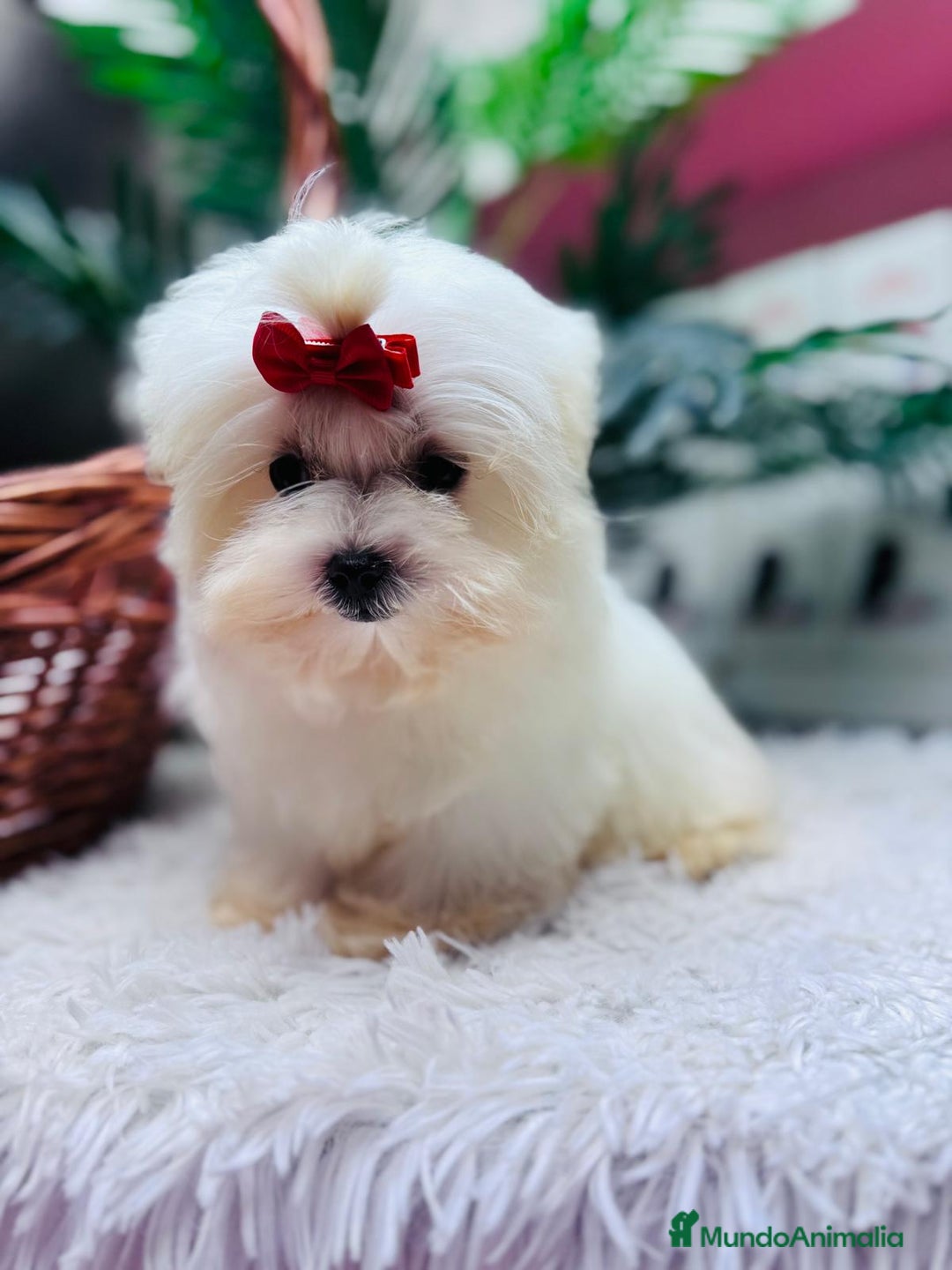 Bichón Maltés perros en venta: BICHON MALTES HEMBRA - Anuncio 4