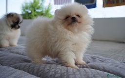 Pomerania perros en venta: FROXTY, TIVOLY Y STRIKE UN TRÍO DIVERTIDO  - Imagen 3