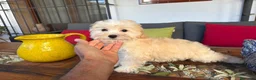 Maltipoo perros en venta: Maltipoo macho fotos actuales !!! - Anuncio 6