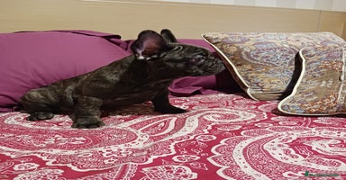 Bulldog Francés perros - Anuncio 1