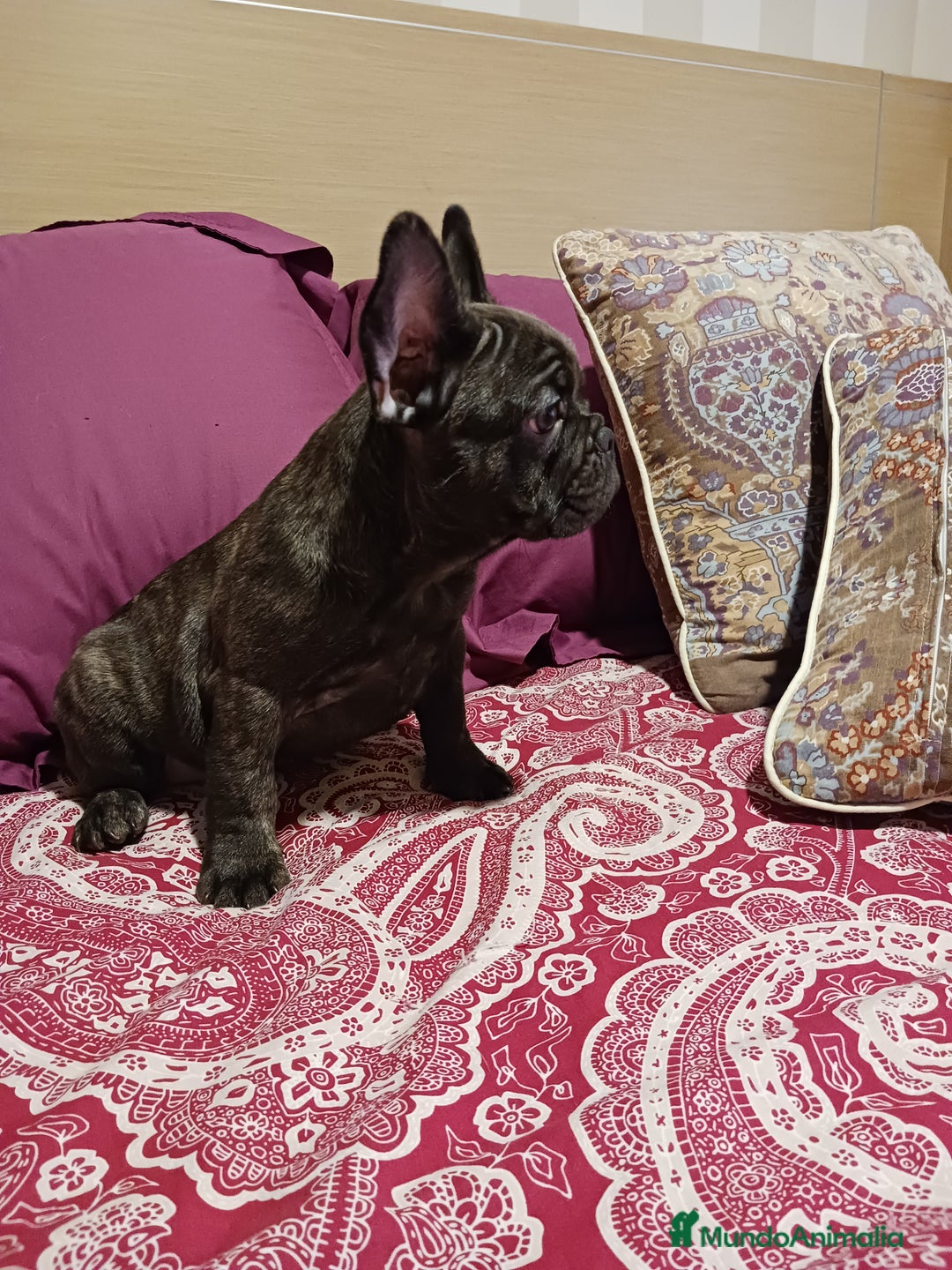 Bulldog Francés perros en venta: Bulldog frances  - Imagen 1