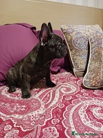 Bulldog Francés perros - Anuncio 9