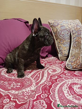 Bulldog Francés perros - Anuncio 12