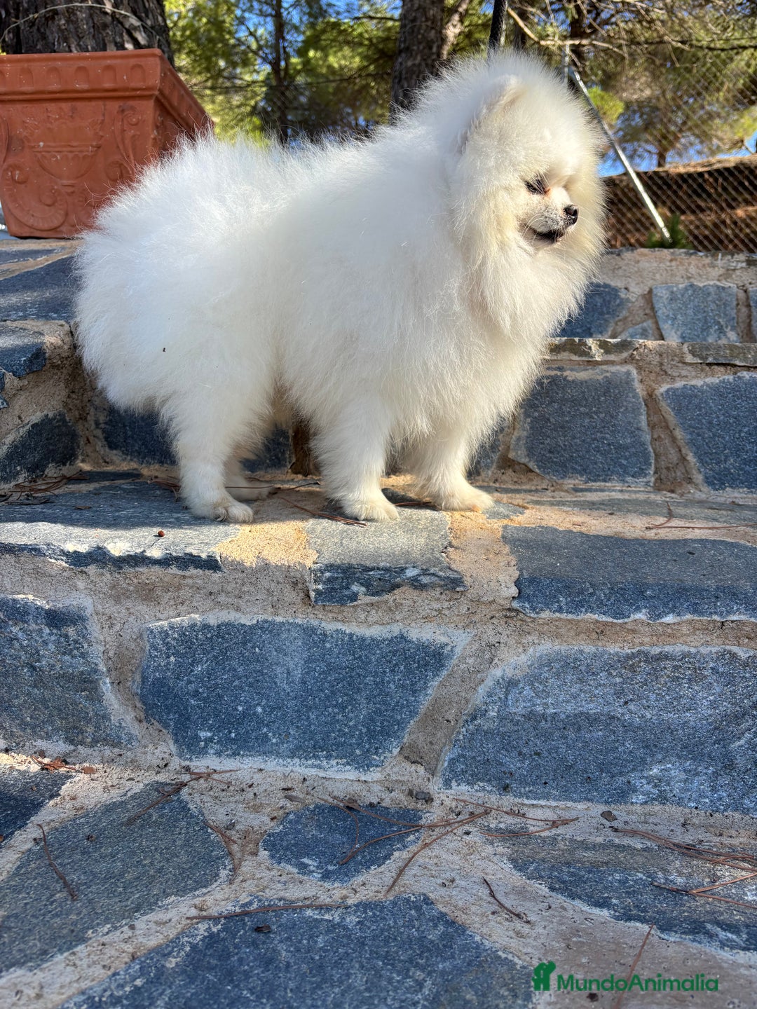 Pomerania perros en venta: Pomerania hembra disponible !! - Imagen 6