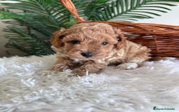 Caniche Toy perros en venta: CANICHE TOY MACHO - Imagen 6