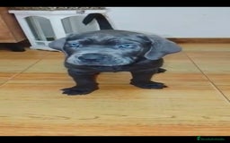 Cane Corso perros en venta: Cane corso - Imagen 2