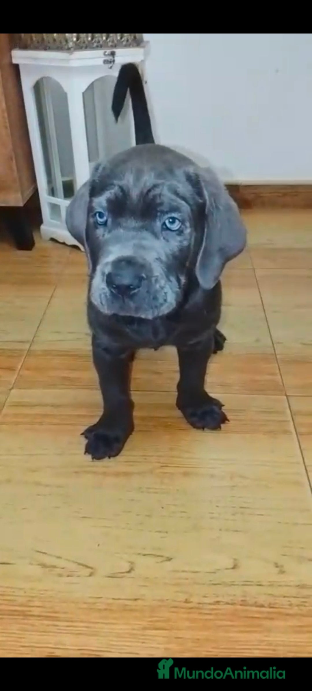 Cane Corso perros en venta: Cane corso - Imagen 2