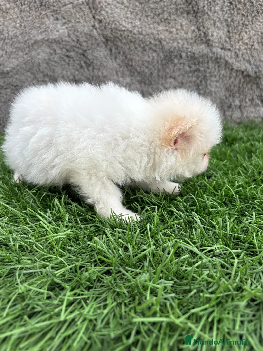 Pomerania perros en venta: Hembra mini toy lulu Pomerania blanca naranja  - Anuncio 7