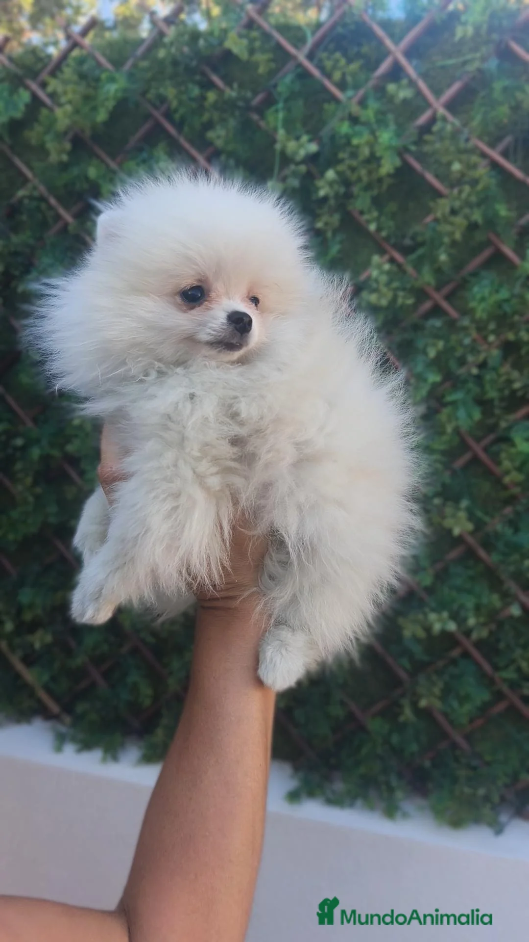 Pomerania perros en venta: Pomerania TOY Blanco macho disponible  - Anuncio 6