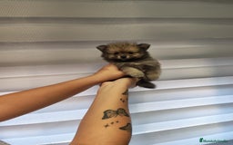Pomerania perros en venta: Pomerania toy 💥💥2 machos 💥💥 - Imagen 2