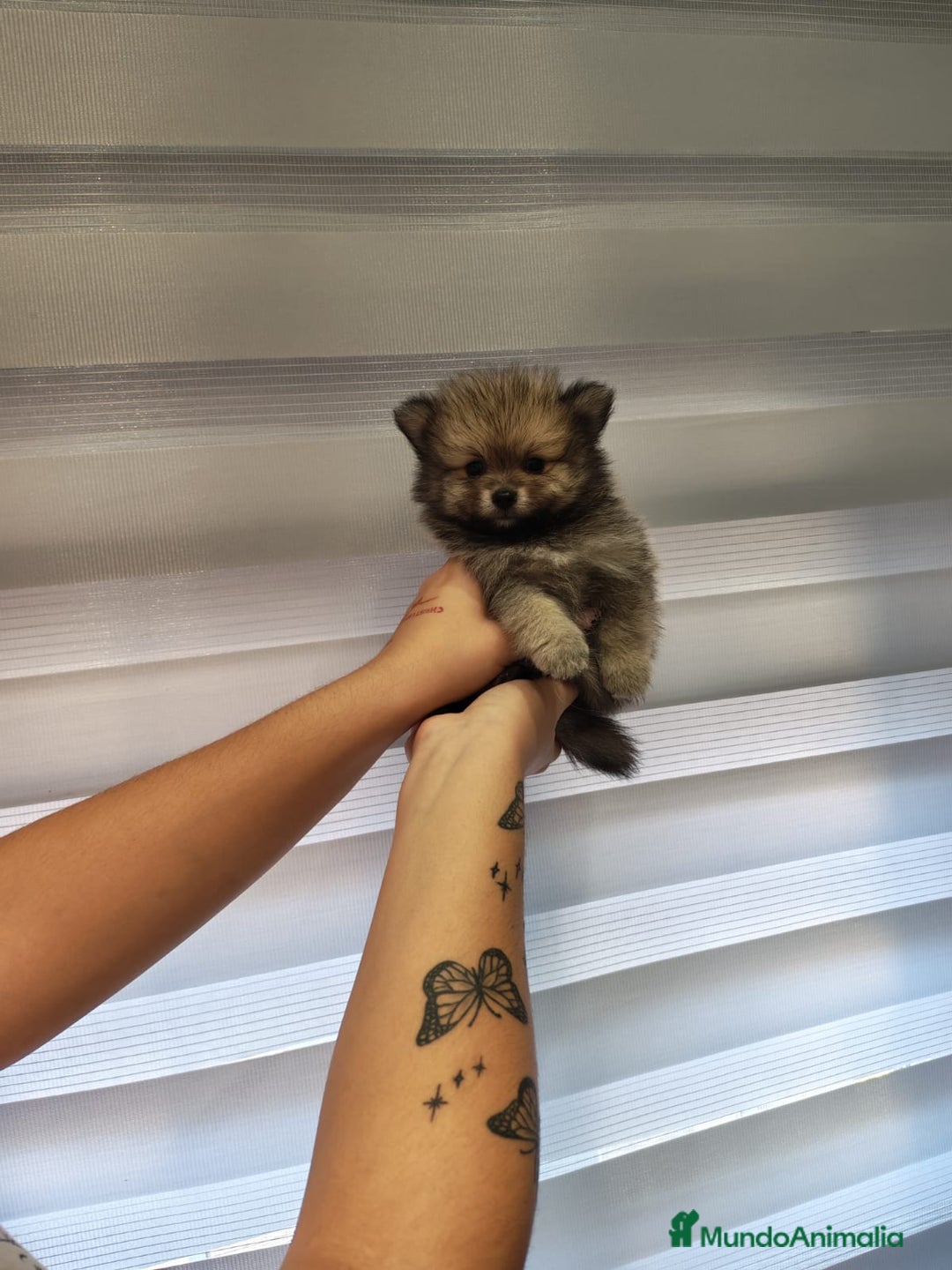 Pomerania perros en venta: Pomerania toy 💥💥2 machos 💥💥 - Imagen 2