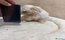 Bichón Maltés perros en venta: Bichon maltés toy  - Anuncio 8