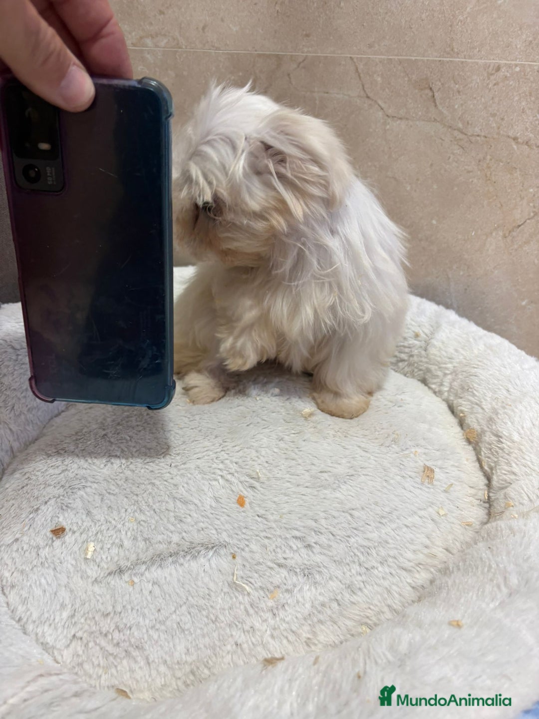 Bichón Maltés perros en venta: Bichon maltés toy  - Anuncio 8