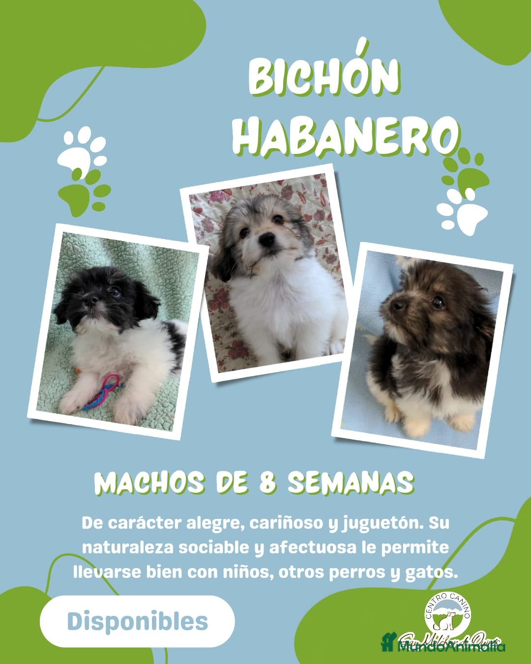 Bichón Habanero perros Machitos de bichon habanero - Anuncio 1